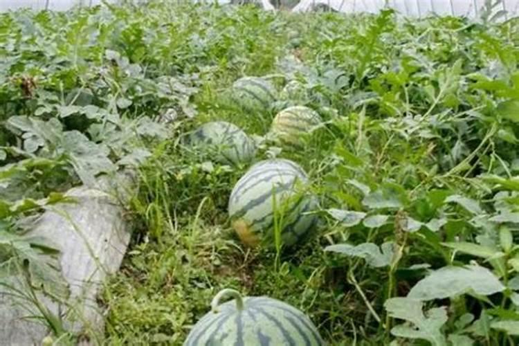 种西瓜用什么肥料好