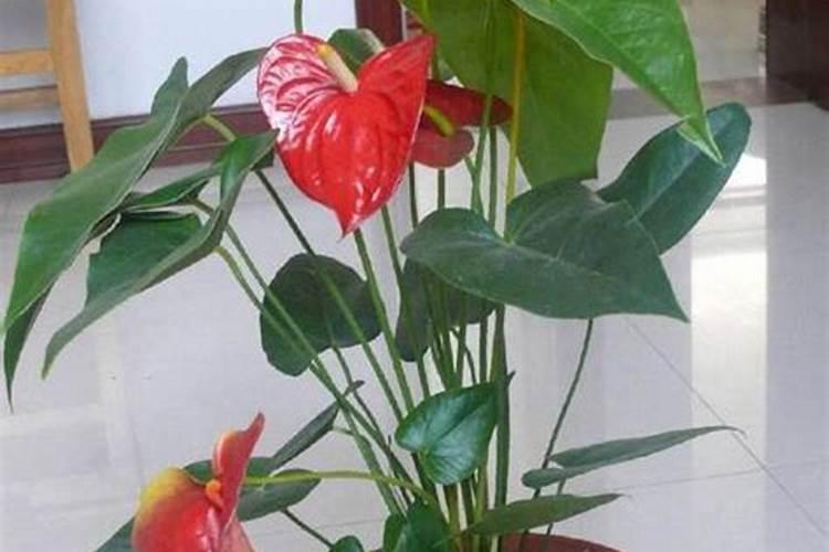 红掌花浇什么肥料合适