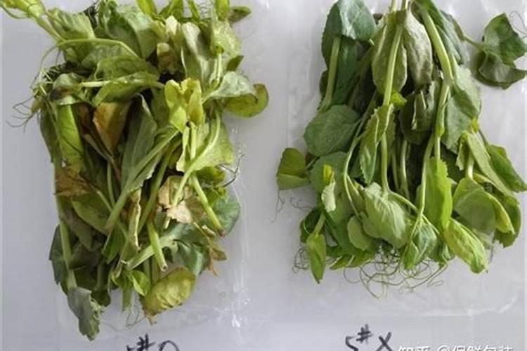 磷酸二氢钾可以喷施青菜吗