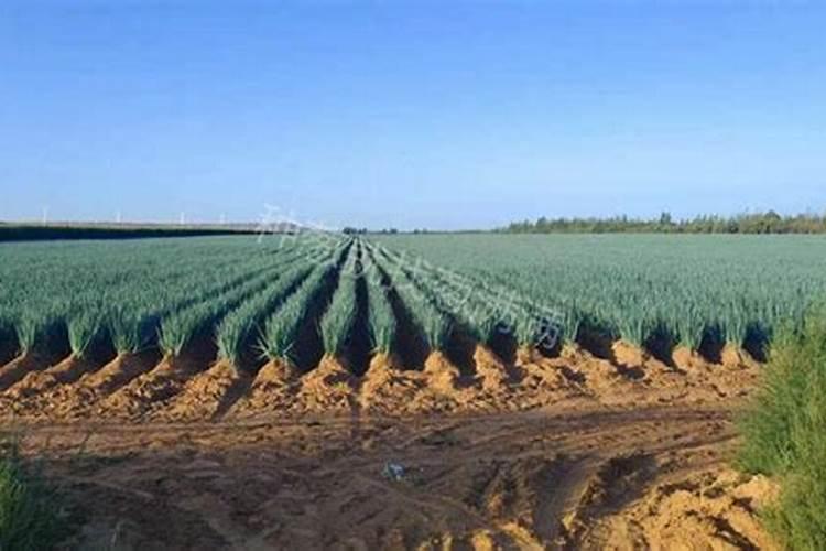 使用鱼蛋白肥会有什么效果？