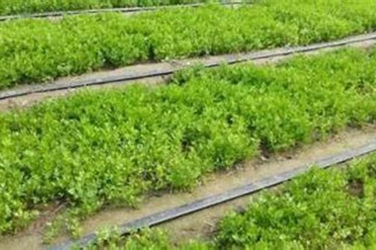 芹菜最快的种植方法