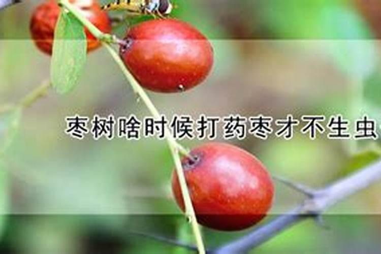 红枣是地干还是地湿容易裂果