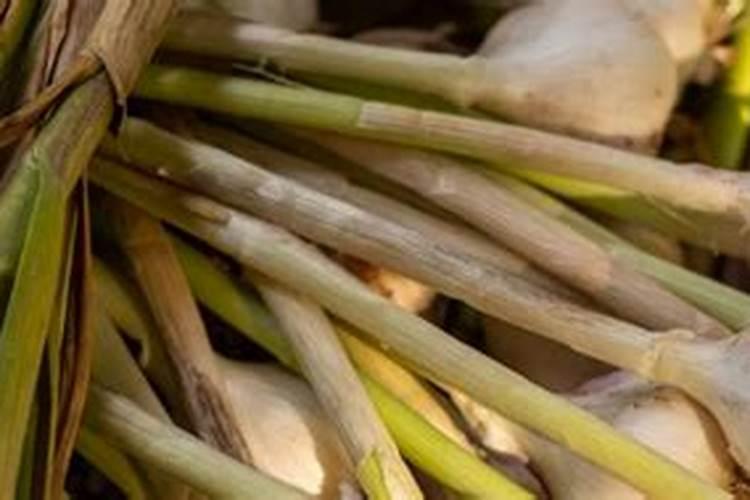 大蒜春季追肥有哪些技巧？应该采用什么配方？