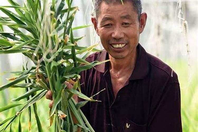 龙血树的养殖方法和注意事项