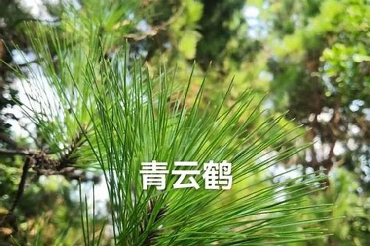 纯松针怎么发酵成花肥？