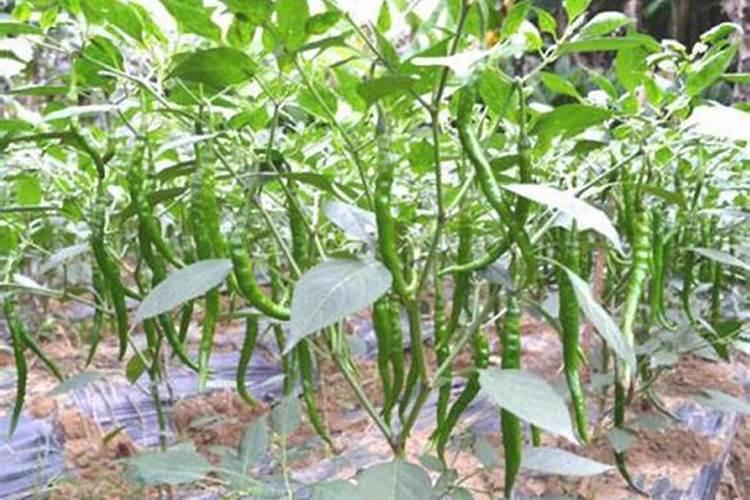 菜子饼的发酵方法