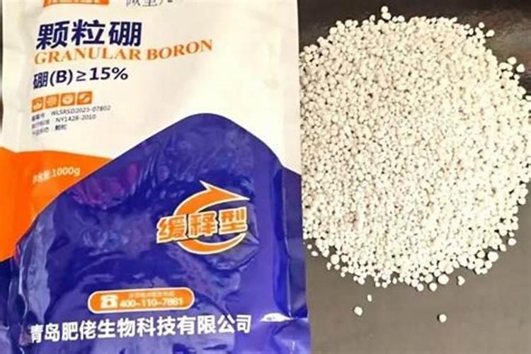 柿子籽怎么种才能发芽