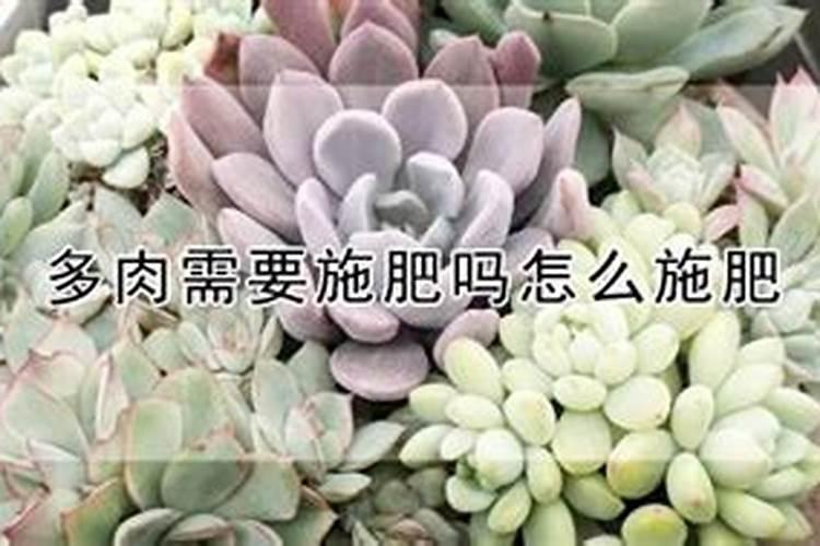 钙镁磷肥使用有什么技巧