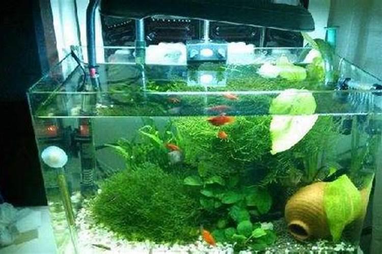 海藻鱼蛋白水溶肥料作用