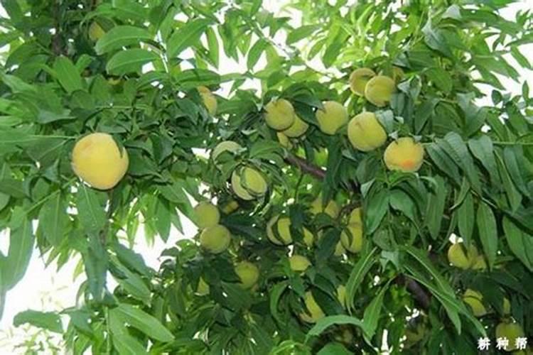 桃子成熟前二次膨大,应该追什么肥料？