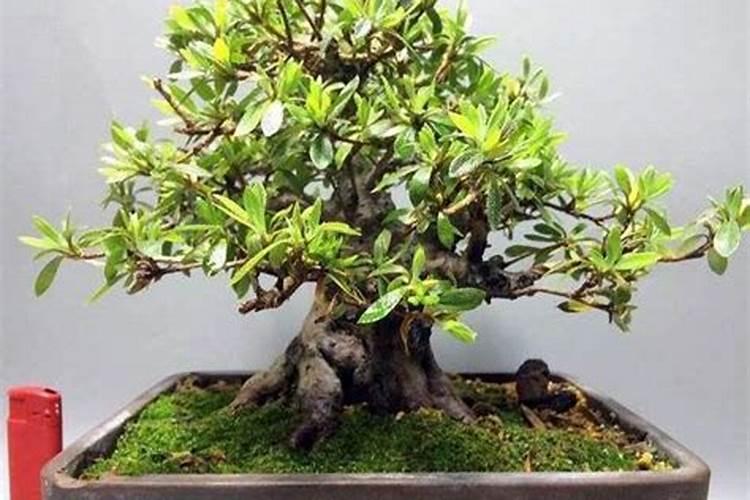 水培郁金香的种植方法和时间