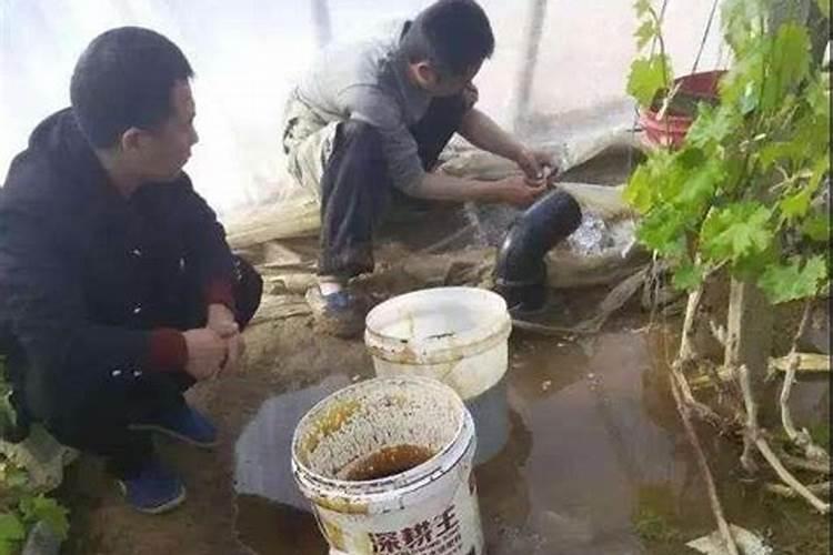 海棠花施什么肥好