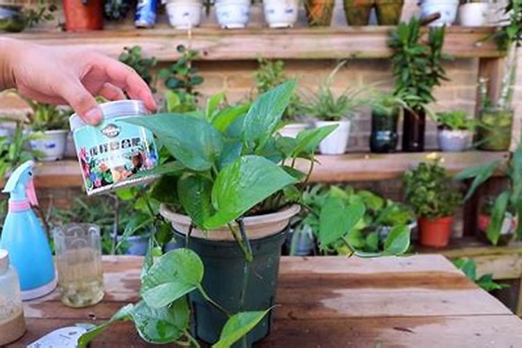 绿萝需要什么样的肥水条件 绿萝施肥要求