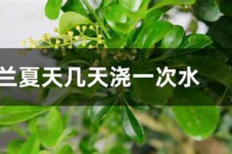 盆栽米兰的种植方法和注意事项 盆栽米兰的种植方法和注意事项有哪些百 ...