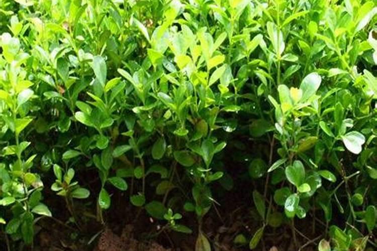 黄杨的生长需要什么肥料