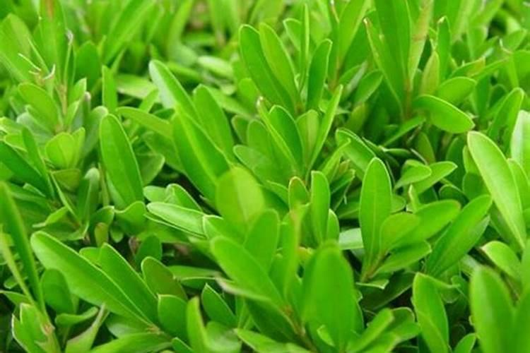 黄杨新桩施肥方法