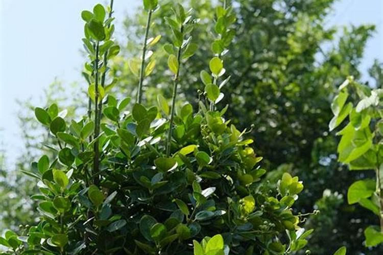 黄杨的生长需要什么肥料