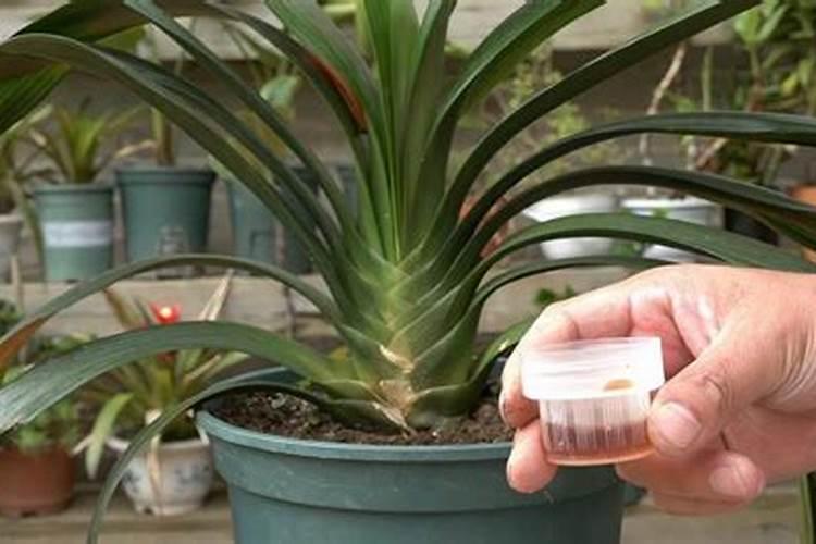 秋天大量使用磷钾肥养君子兰的危害