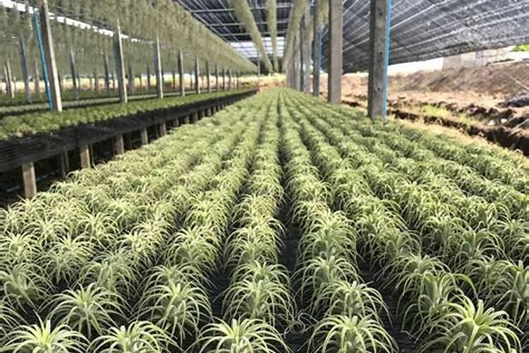 红色的花有哪些名称(红色花植物名大全)