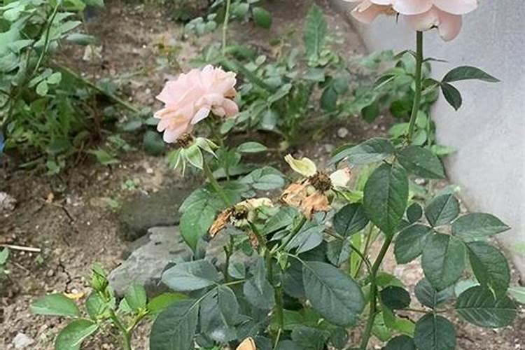 地栽爬藤月季种植技巧 地栽爬藤月季种植技巧有哪些