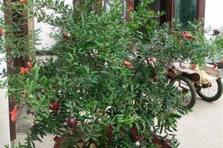 石榴树如何施肥 不同季节石榴树施肥的方法