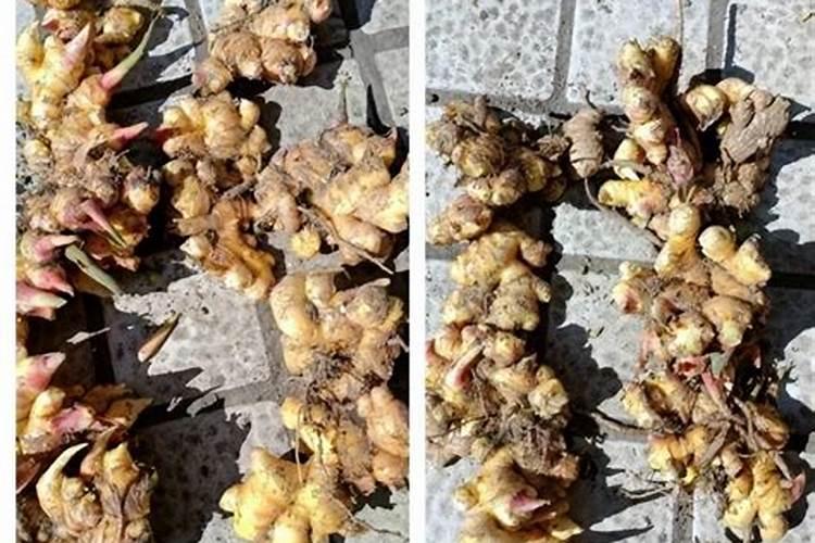 大姜种植后头两次浇水应怎么冲施肥料？