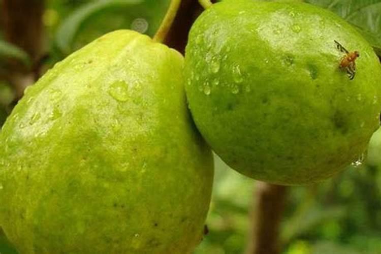 番石榴营养枝果不甜