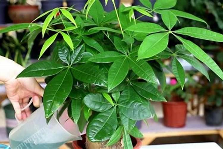 种植发财树只放磷肥好吗