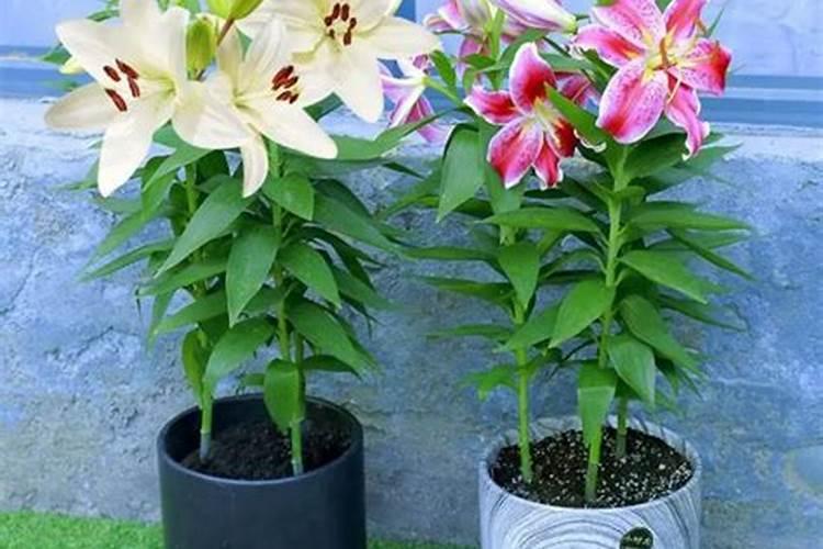 百合长花苞后要施肥吗