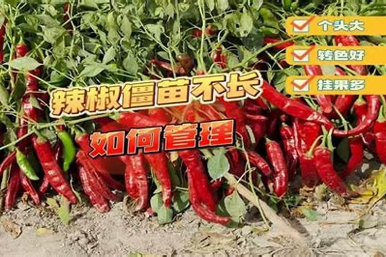 辣椒什么病害最多