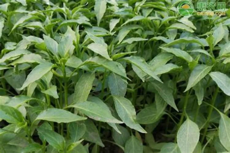 辣椒挂果期追肥用什么肥料好？辣椒保花保果使用的肥料？