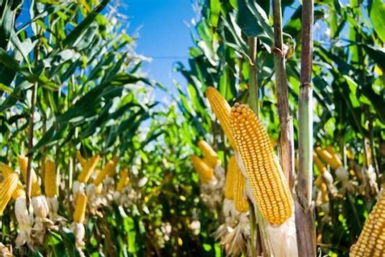 玉米扬花期能打叶面肥吗