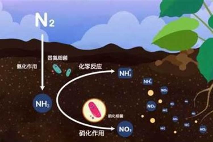 气态氮肥是什么