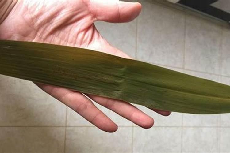 小麦粽子用什么肥料最合适,周口