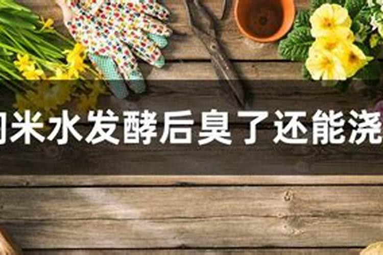 发酵的洗米水浇花会长虫吗 淘米水如何浇花不生虫