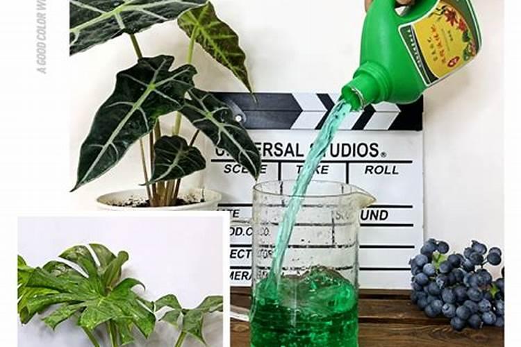 怎么用水养花 水培植物需要施肥吗