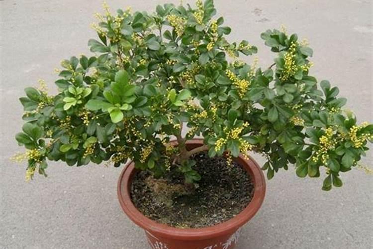 米兰花不长叶子怎么办,追施氮肥增温养护