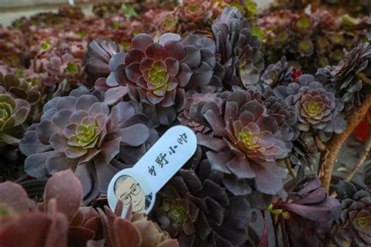 播种多肉植物可以直接用复合肥吗