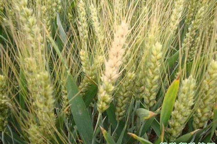 小麦底肥用什么肥料好