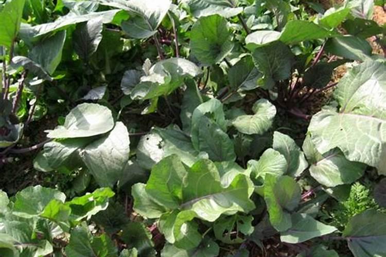 磷酸二氢钾怎么用最好