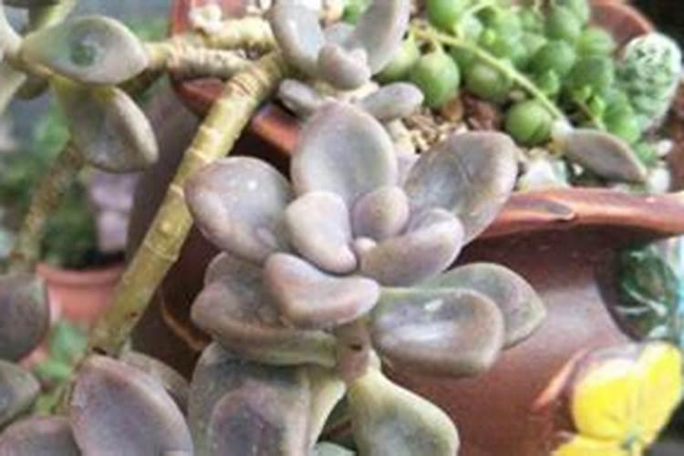 多肉上盆后多久可以施肥 选择合适的时间促进多肉发根