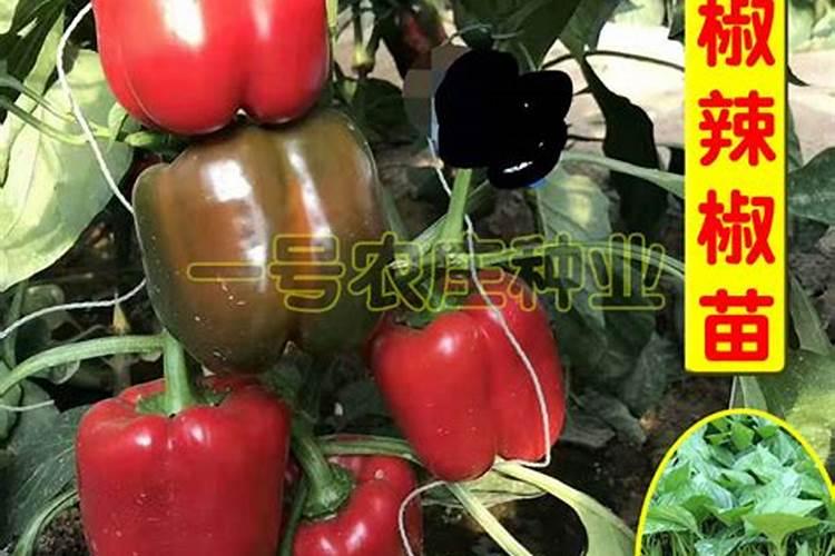 灯笼椒的种植方法和时间