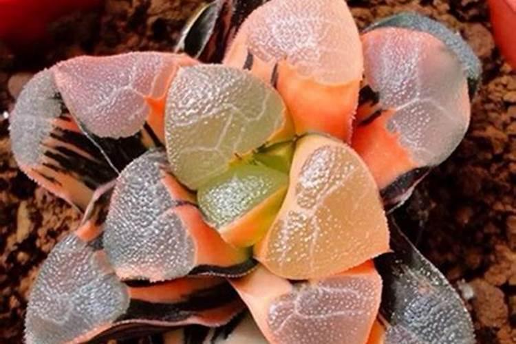 锦灯笼的养殖方法