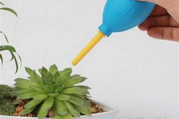 秀妍多肉徒长了怎么办