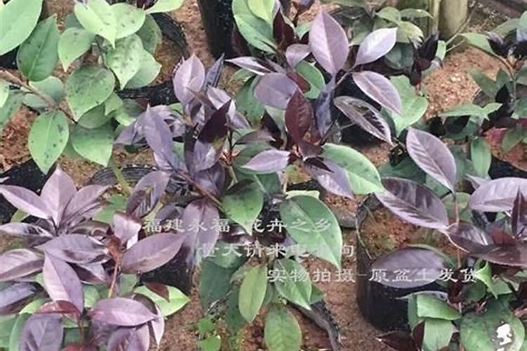 荷兰红花怎样养