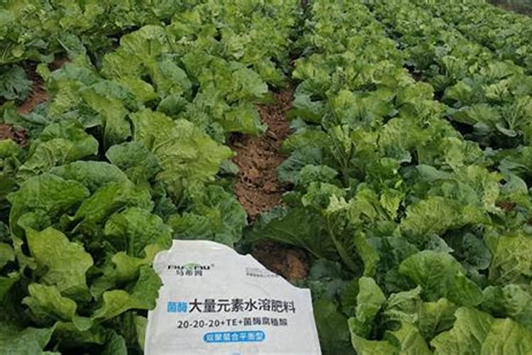 白菜可以用氯化钾的肥吗