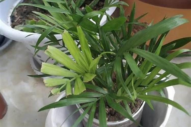 袖珍椰子用什么肥料最好