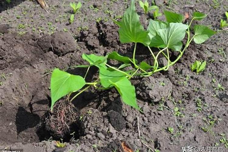 刚栽好的红薯秧能放磷肥吗他烧不烧？
