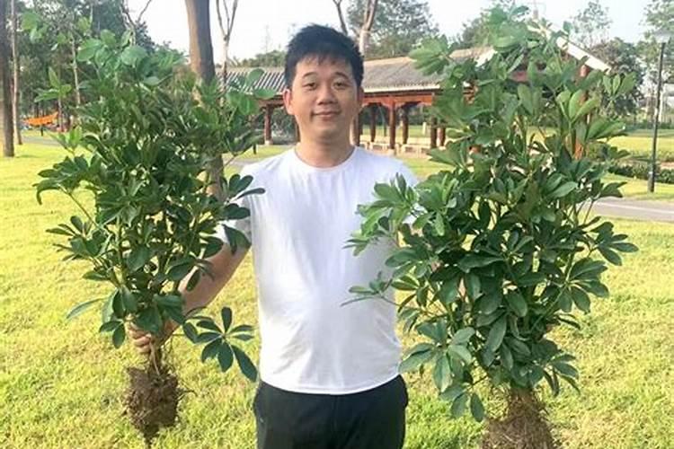 植物变黄霉运到家!这几个现象暗喻你要变穷了,要当心!