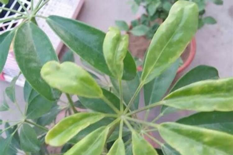 旺财植物十种家中如何摆放